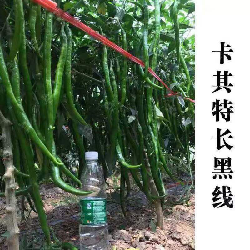 卡其加长黑线线椒种子不易死苗节节有果，辣度强加工型辣椒