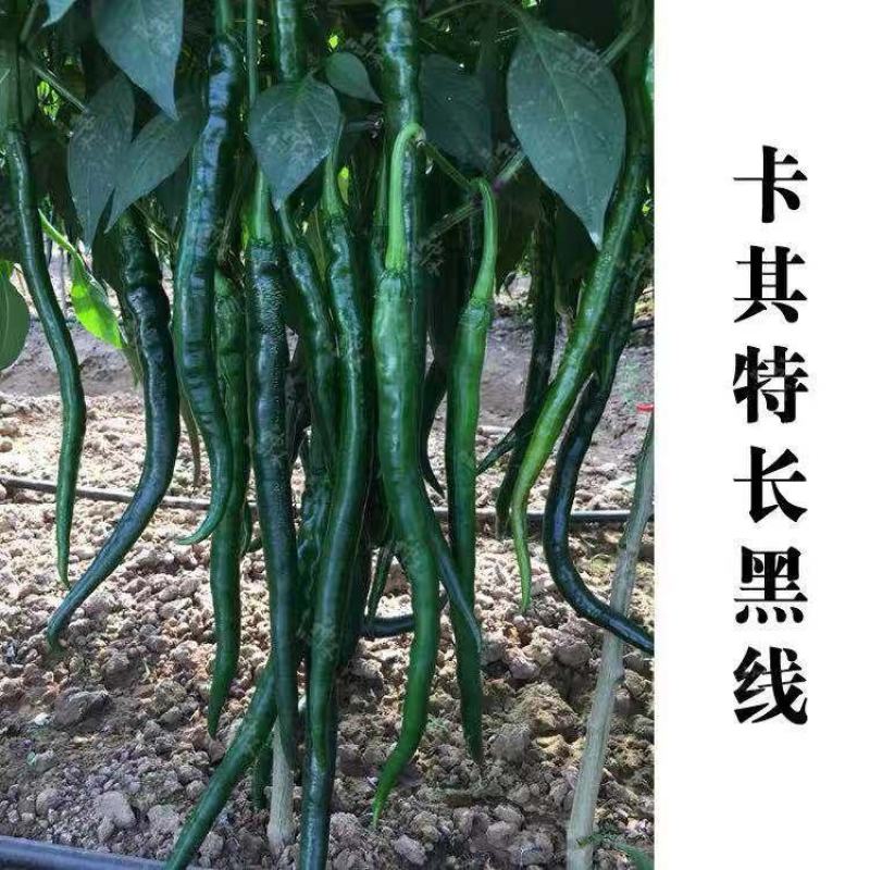 卡其加长黑线线椒种子不易死苗节节有果，辣度强加工型辣椒