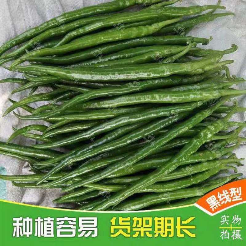 卡其加长黑线线椒种子不易死苗节节有果，辣度强加工型辣椒