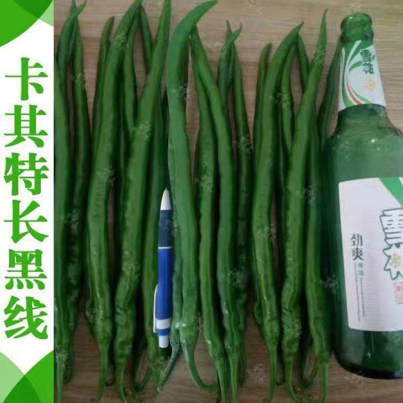 卡其加长黑线线椒种子不易死苗节节有果，辣度强加工型辣椒