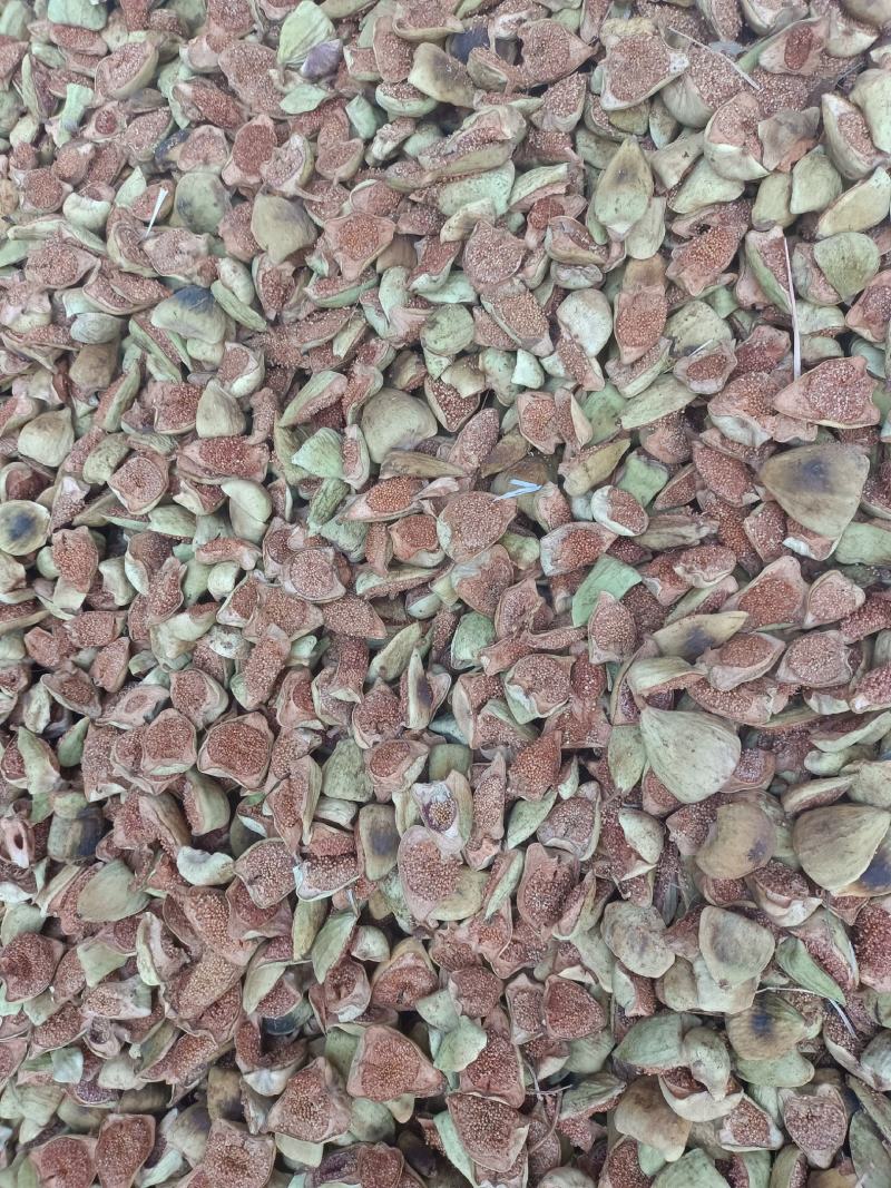 奶母果，中后期熟透了的奶母果，极度干燥。