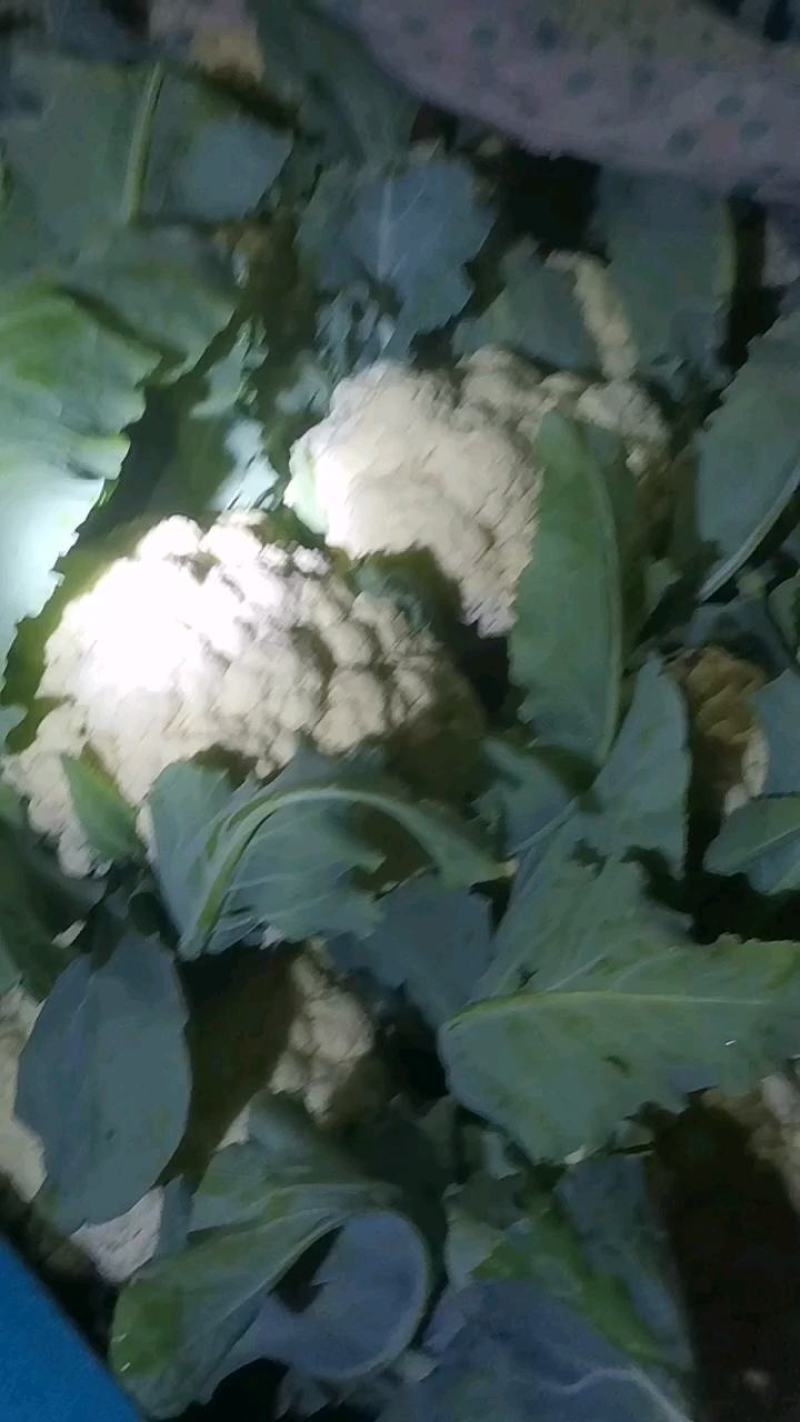 聊城有机花菜，大量上市，产地直发一手货源！欢迎实地考察