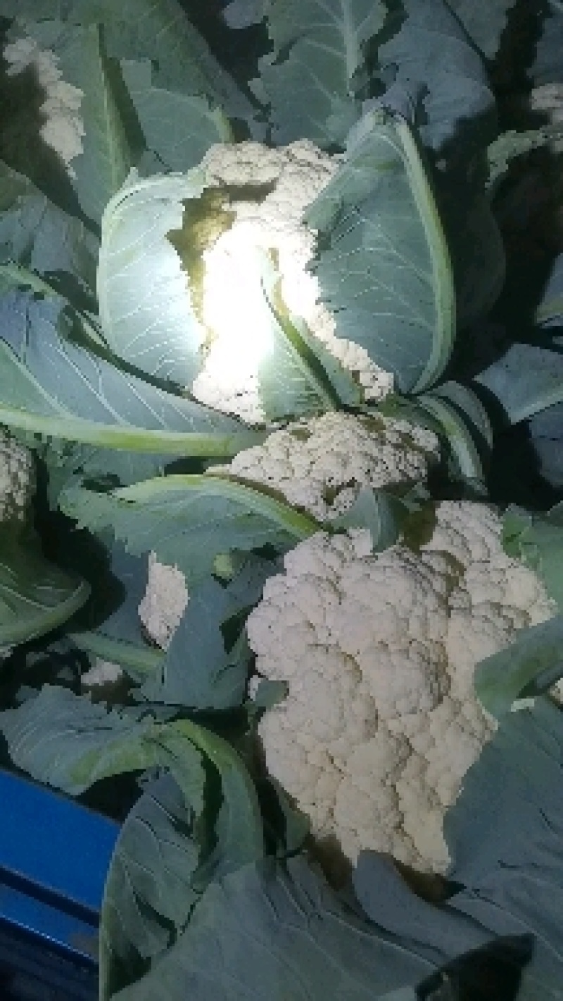 聊城有机花菜，大量上市，产地直发一手货源！欢迎实地考察