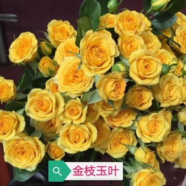 云南基地直供【金枝玉叶】大花月季苗裸根小苗黄色花卉种苗