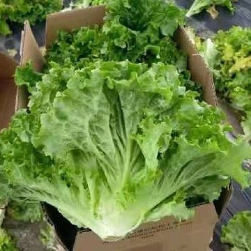 【精品】生菜青叶黄叶品种齐全保质保量欢迎各地老板前来采购