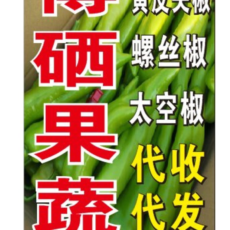 福建漳州大棚黄皮尖椒螺丝椒实力代办欢迎来咨询