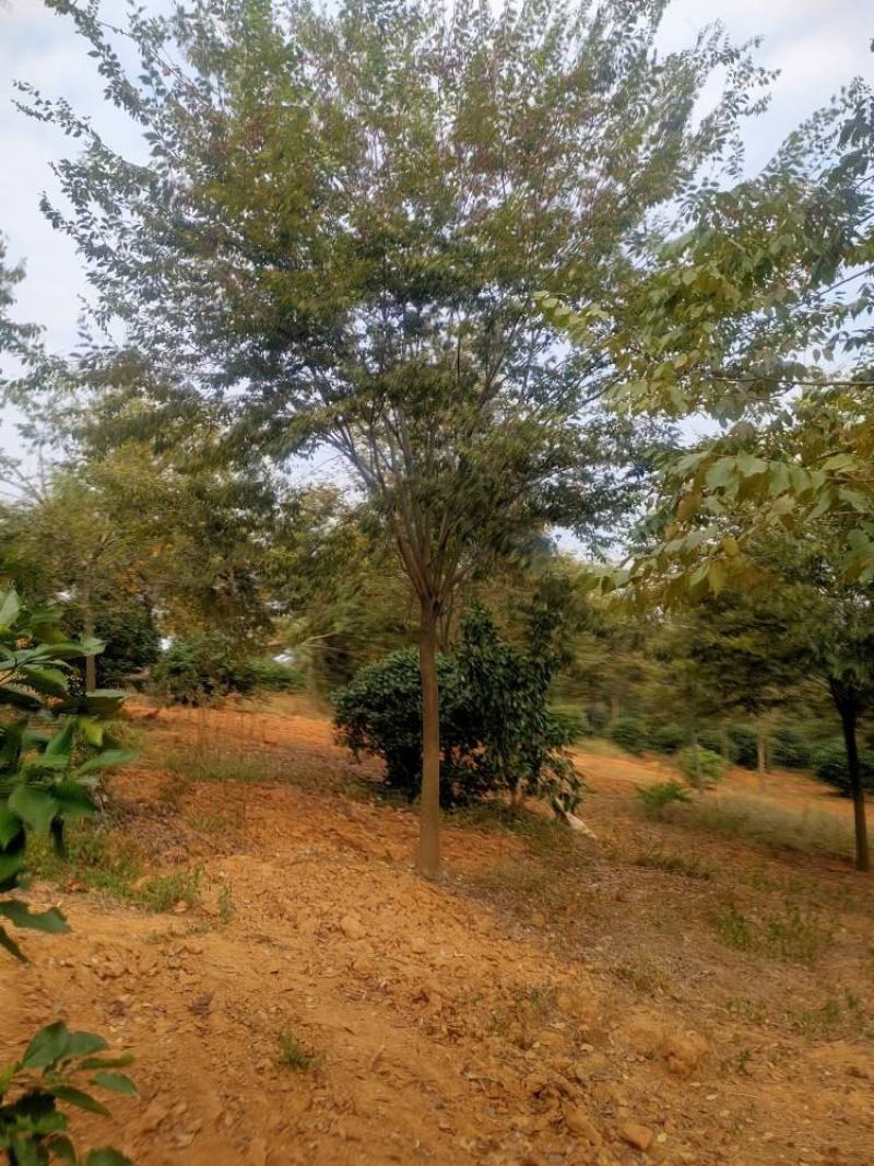 【基地直供】榉树。红榉。江西榉树大量供应1-20公分榉树