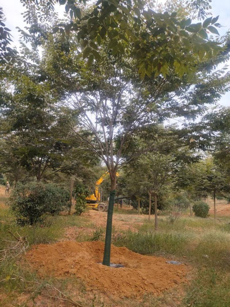 【基地直供】榉树。红榉。江西榉树大量供应1-20公分榉树