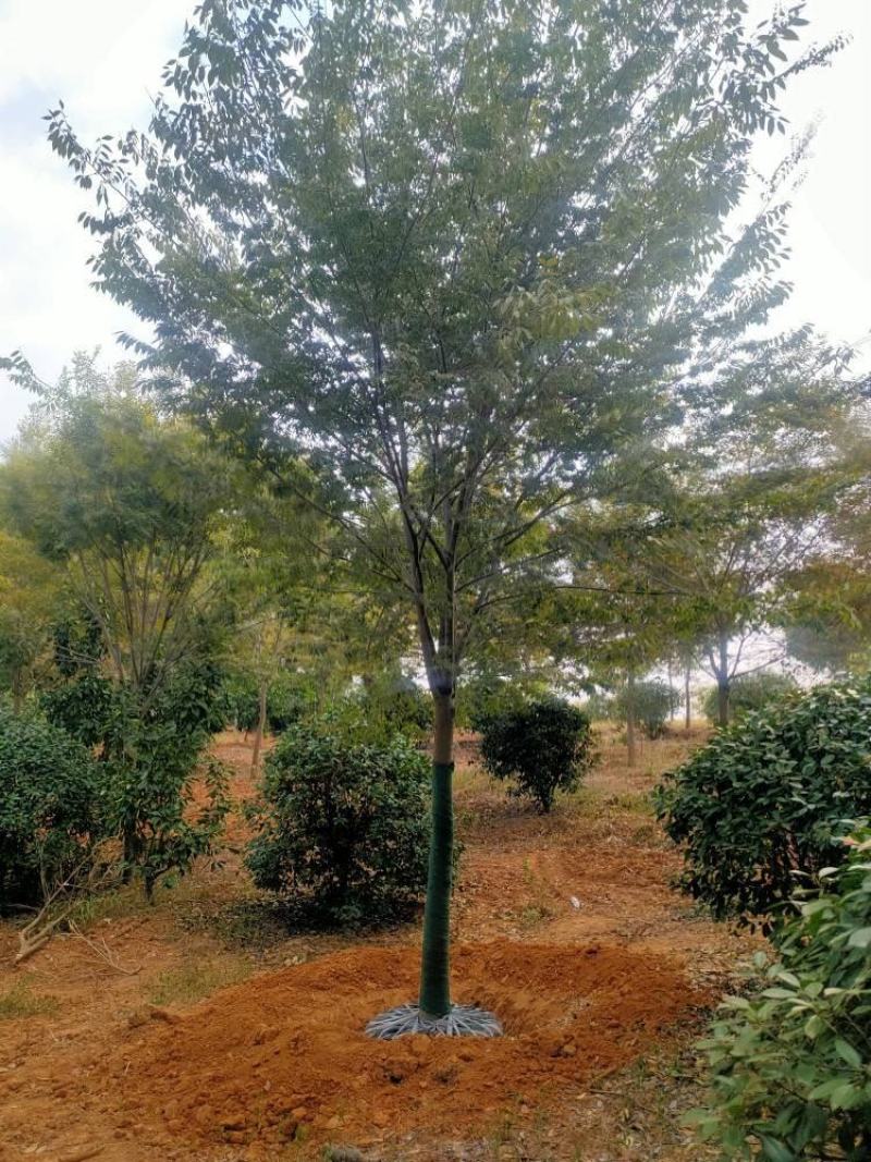 【基地直供】榉树。红榉。江西榉树大量供应1-20公分榉树