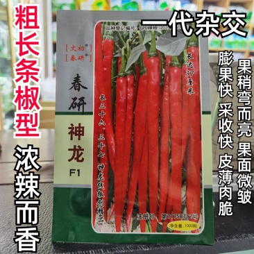 文初春研神龙线椒种子中早熟粗长条皮薄肉脆浓辣辣椒种子