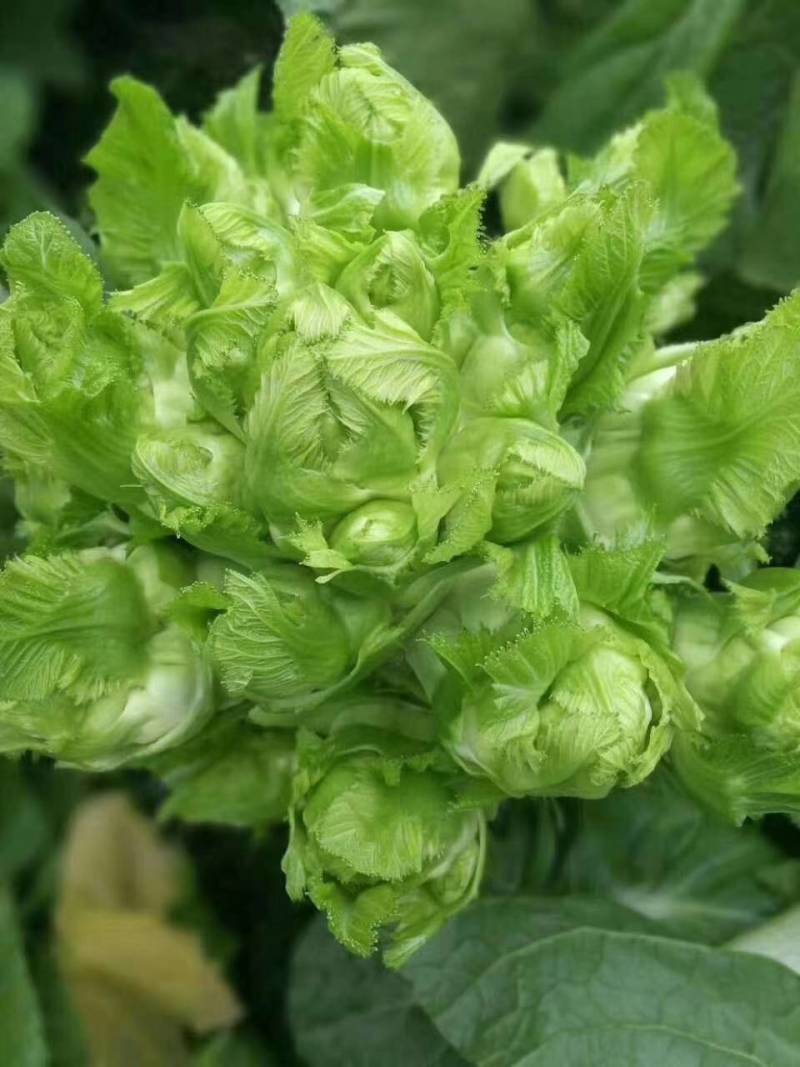 精品儿菜大量供货产地直发质量保障！对接各大批发市场