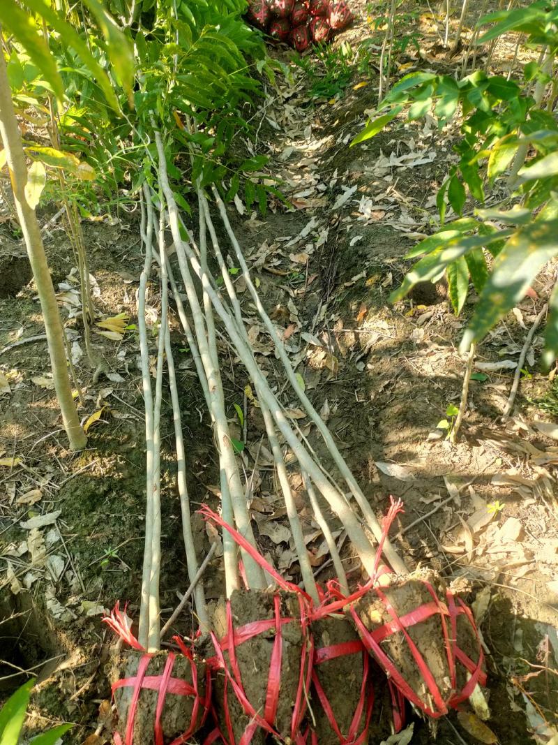 基地供应500万1-3年无患子小苗成活率高欢迎来电
