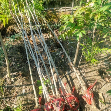 基地供应500万1-3年无患子小苗成活率高欢迎来电