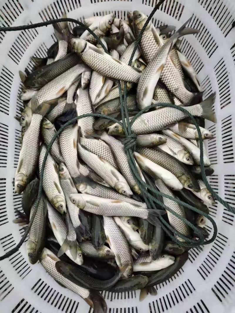 草鱼苗抗病毒草鱼品种优良个体均匀量大优惠
