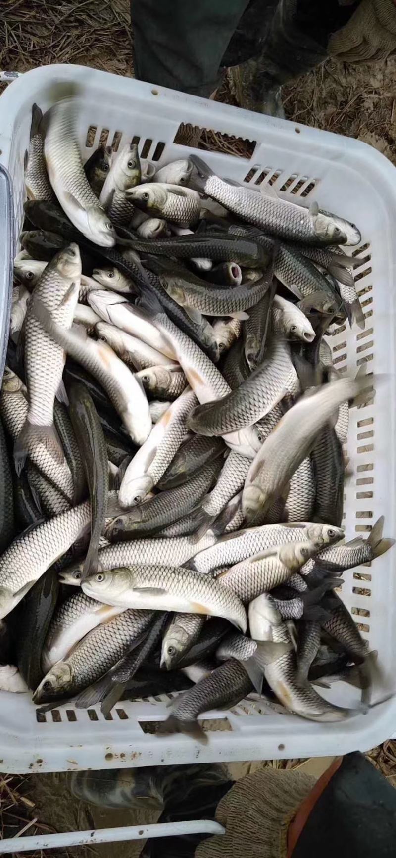 草鱼苗抗病毒草鱼品种优良个体均匀量大优惠