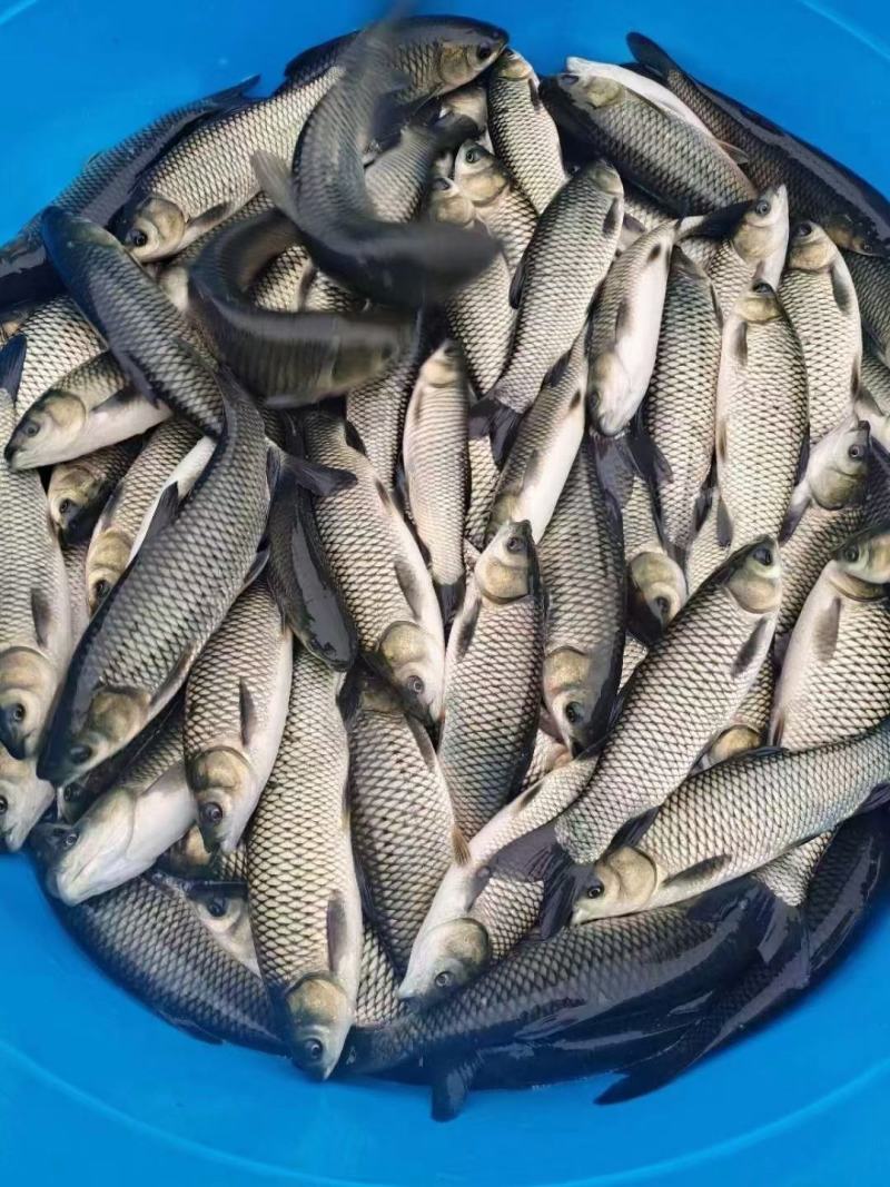 草鱼苗抗病毒草鱼品种优良个体均匀量大优惠