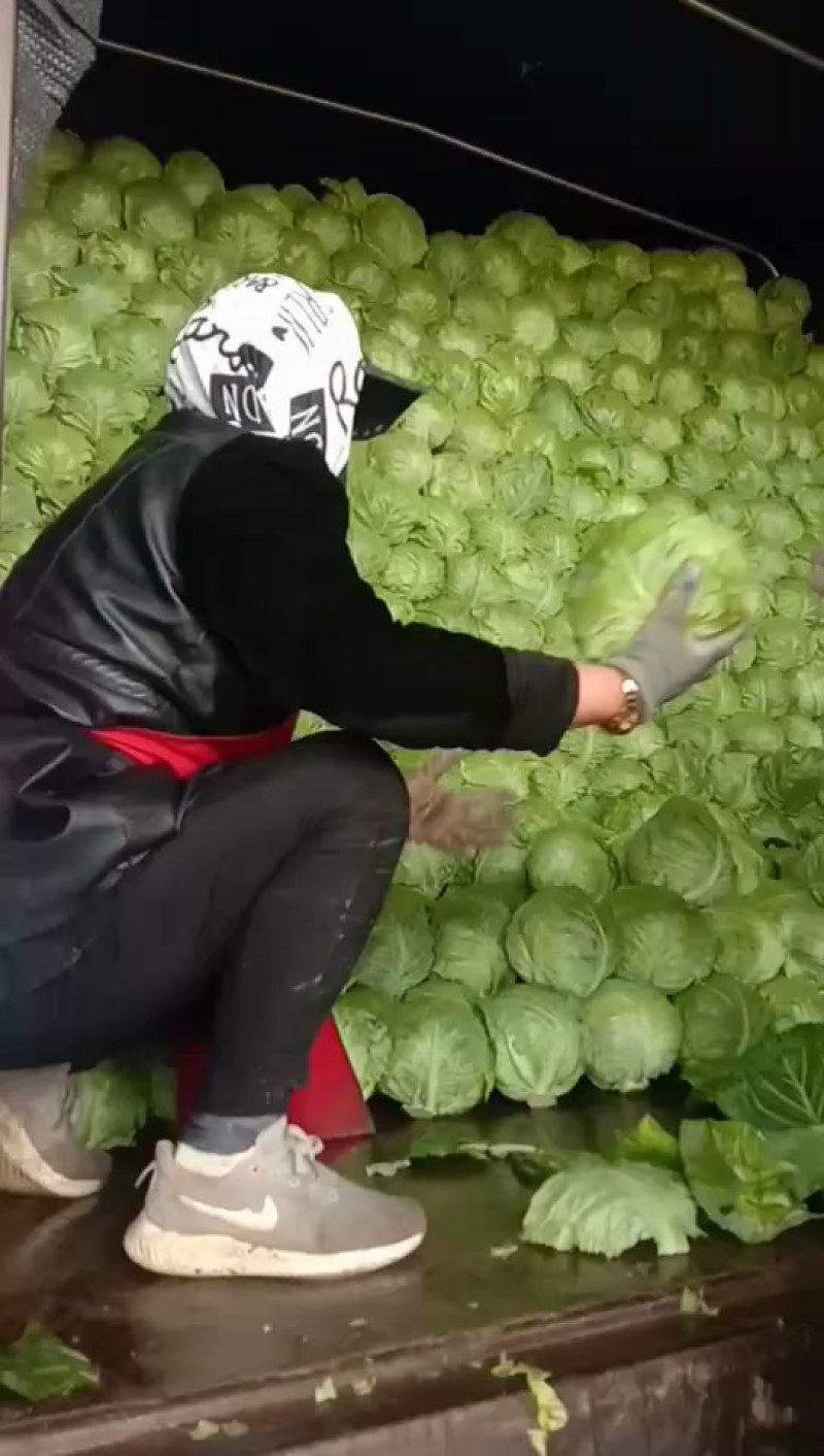 绿甘兰