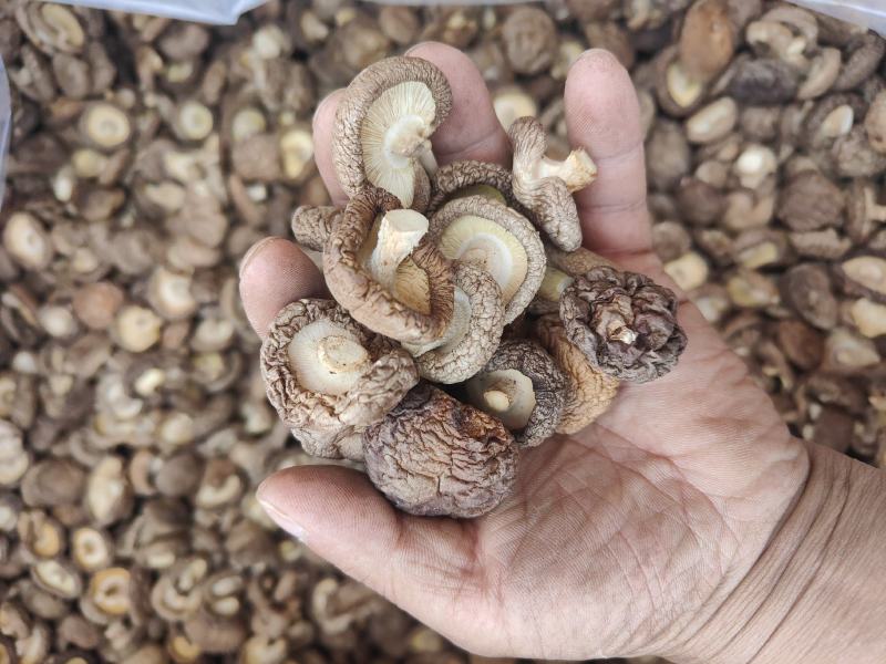特级香茹