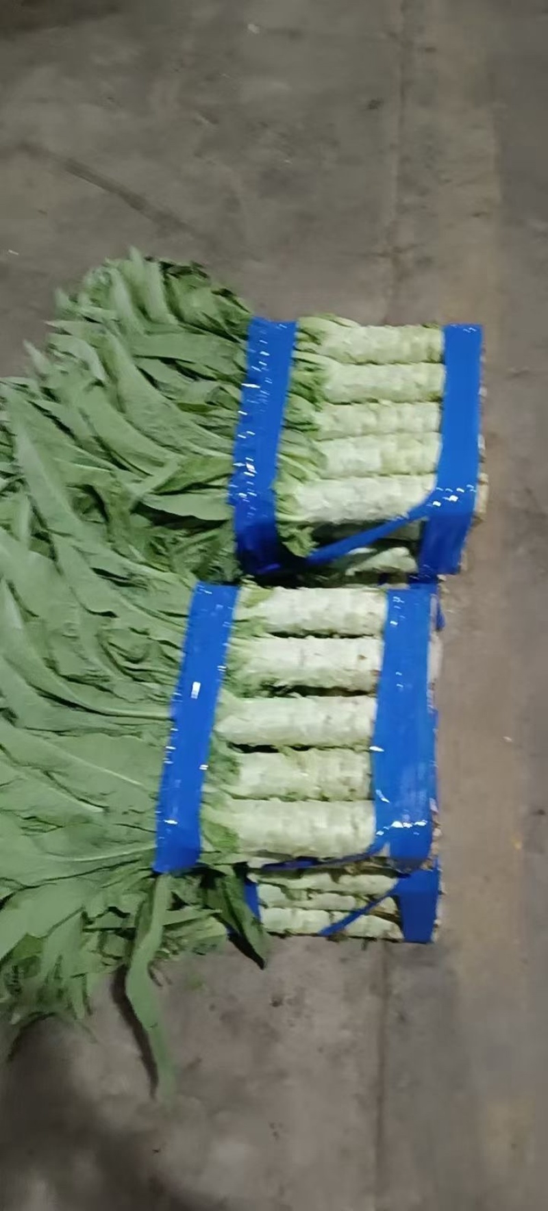 来自黄土高原的精品青莴笋已大量上市了，杆子即直又绿哦！