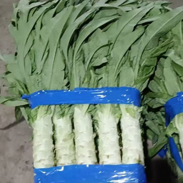 来自黄土高原的精品青莴笋已大量上市了，杆子即直又绿哦！