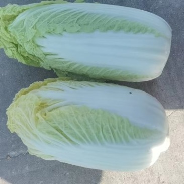 娃娃菜
