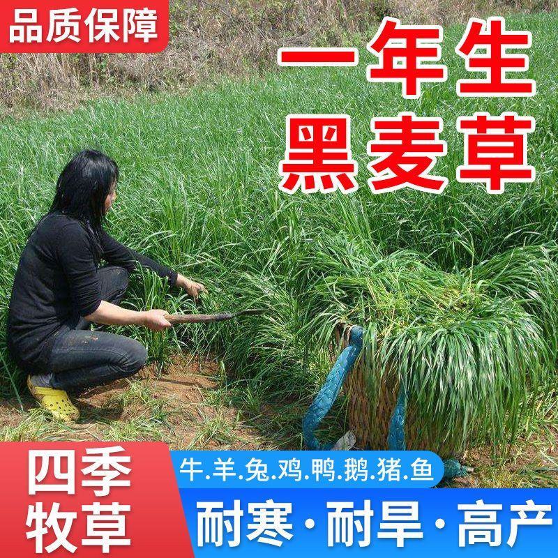 多年生黑麦草小籽种子四季播种植牧草高产养殖猪牛羊鸡鸭鹅鱼