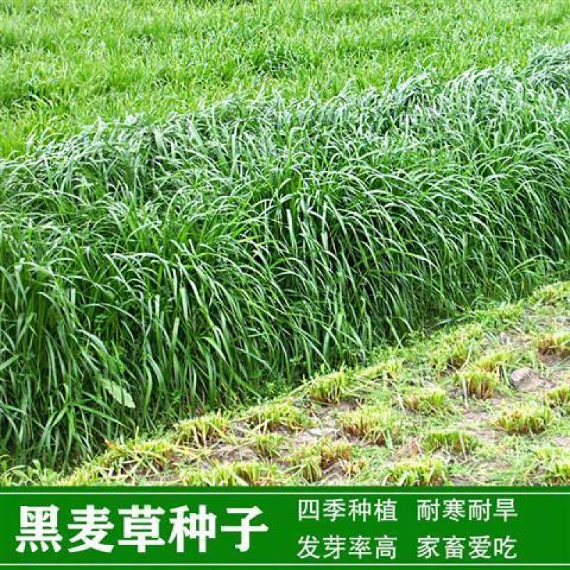 多年生黑麦草小籽种子四季播种植牧草高产养殖猪牛羊鸡鸭鹅鱼