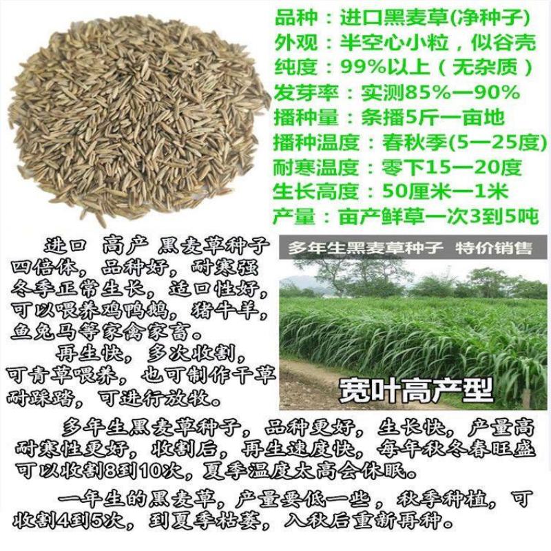 多年生黑麦草小籽种子四季播种植牧草高产养殖猪牛羊鸡鸭鹅鱼