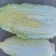 娃娃菜