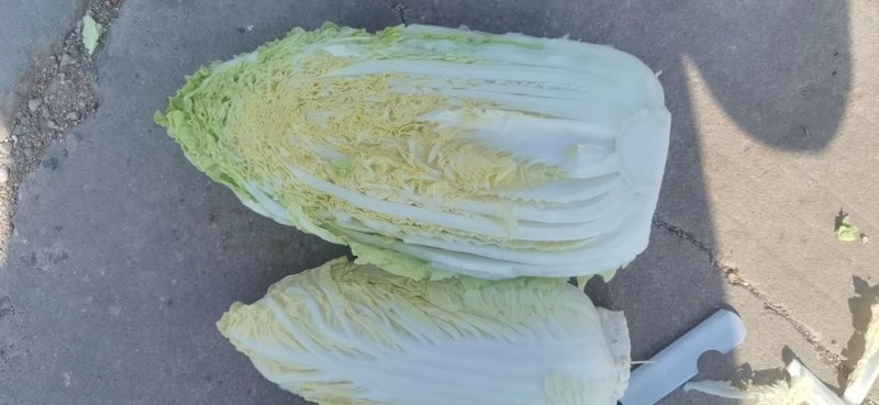 娃娃菜