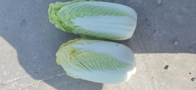 娃娃菜