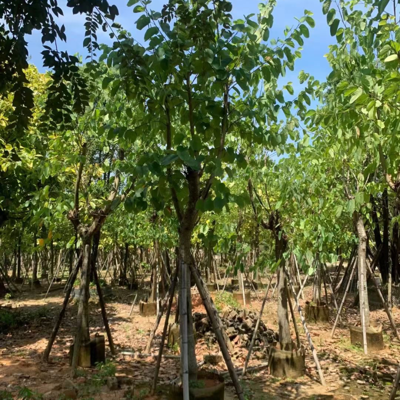 红花羊蹄甲5–15分