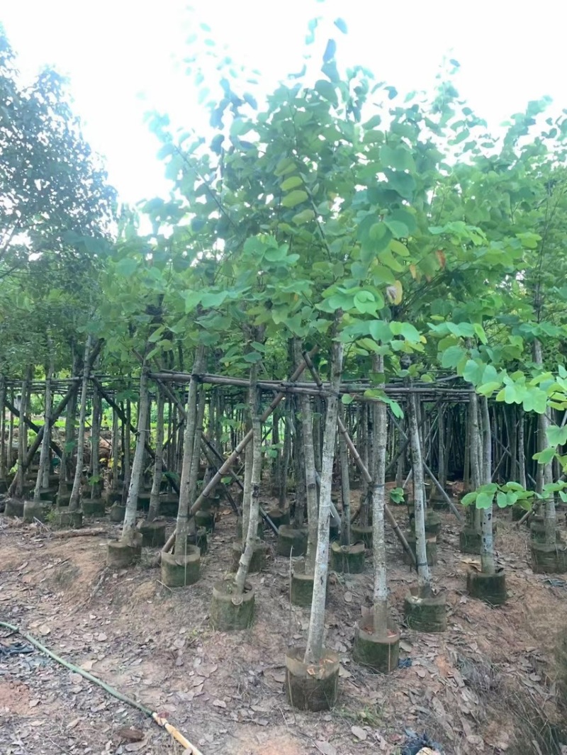 红花羊蹄甲5–15分