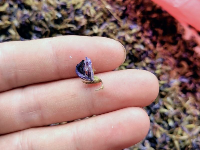 【新品上市】江西葛花野生小花色泽鲜艳自然晒干无添加无色素