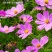 波斯菊格桑花种子籽易活阳台庭院花卉波斯菊种子绿化室外耐热