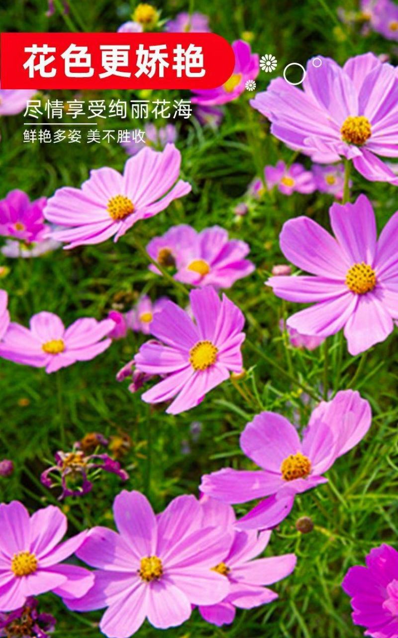 波斯菊格桑花种子籽易活阳台庭院花卉波斯菊种子绿化室外耐热