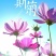 波斯菊格桑花种子籽易活阳台庭院花卉波斯菊种子绿化室外耐热