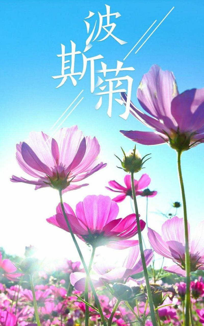 波斯菊格桑花种子籽易活阳台庭院花卉波斯菊种子绿化室外耐热