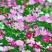 波斯菊格桑花种子籽易活阳台庭院花卉波斯菊种子绿化室外耐热