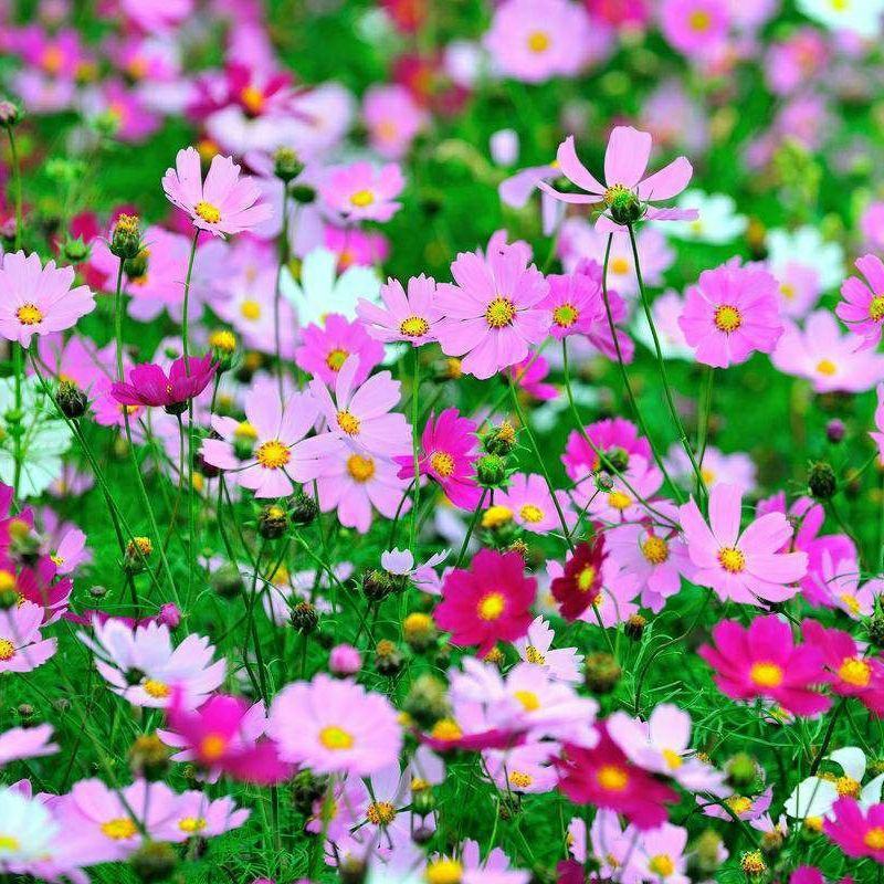 波斯菊格桑花种子籽易活阳台庭院花卉波斯菊种子绿化室外耐热