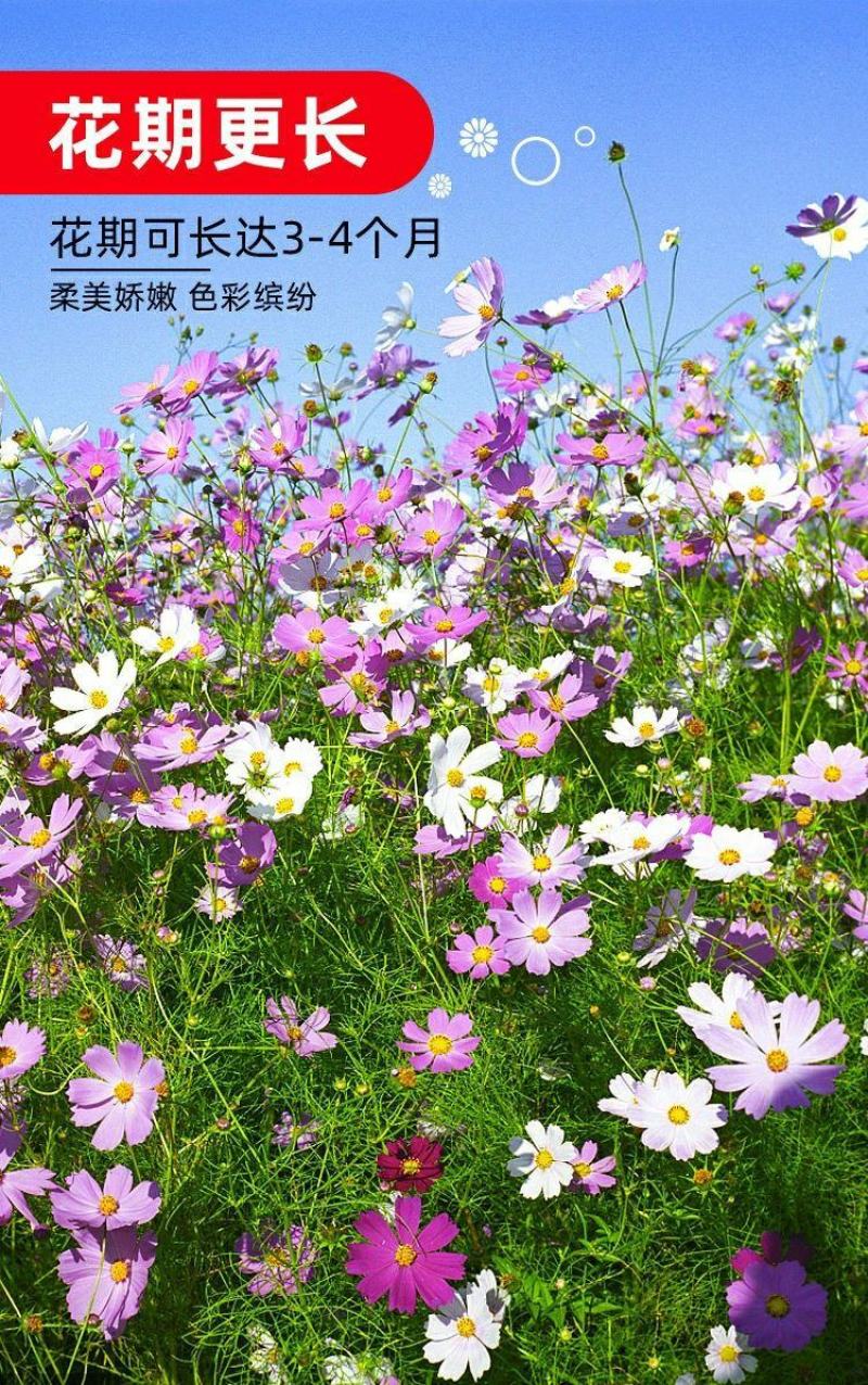 波斯菊格桑花种子籽易活阳台庭院花卉波斯菊种子绿化室外耐热