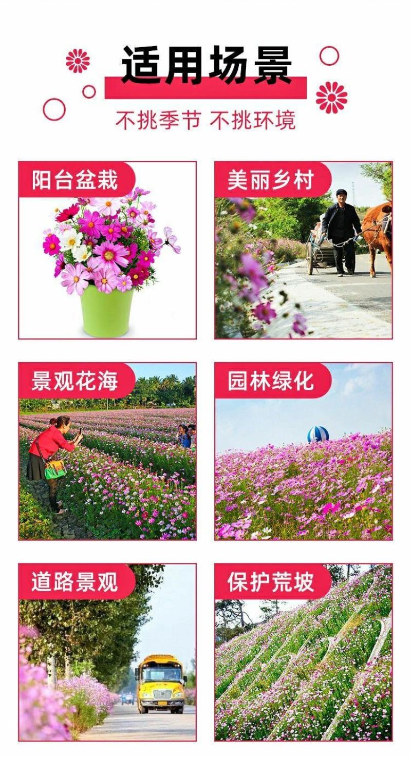 波斯菊格桑花种子籽易活阳台庭院花卉波斯菊种子绿化室外耐热