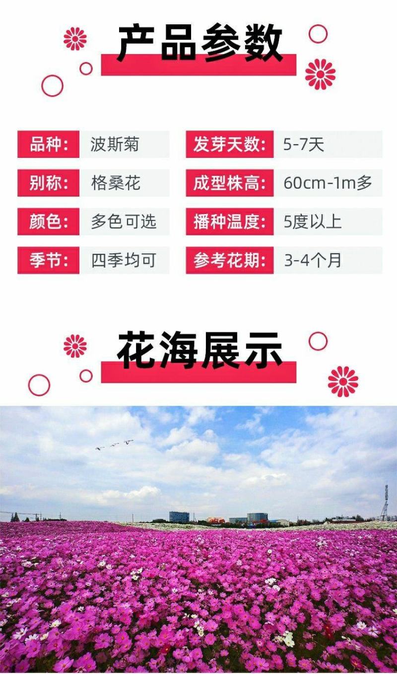 波斯菊格桑花种子籽易活阳台庭院花卉波斯菊种子绿化室外耐热