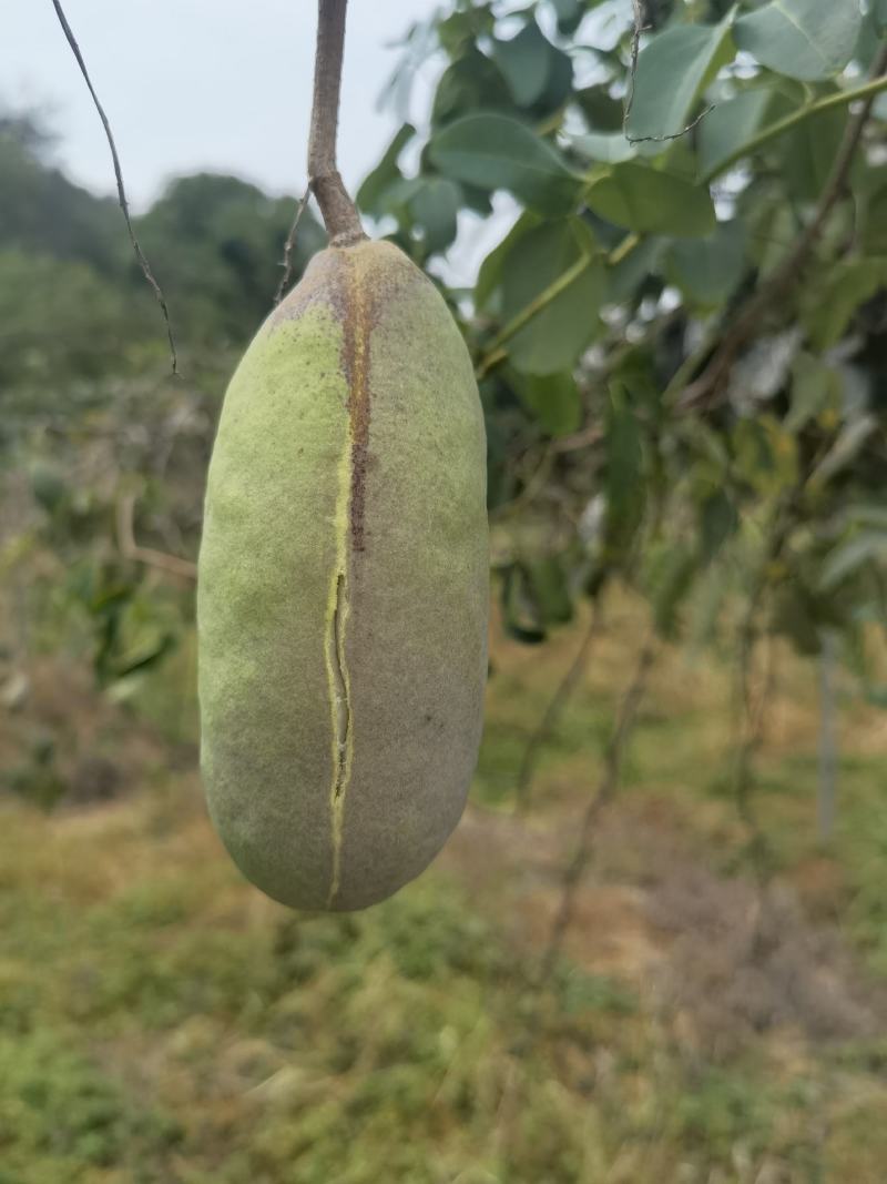 半野生八月瓜，没有农药化肥