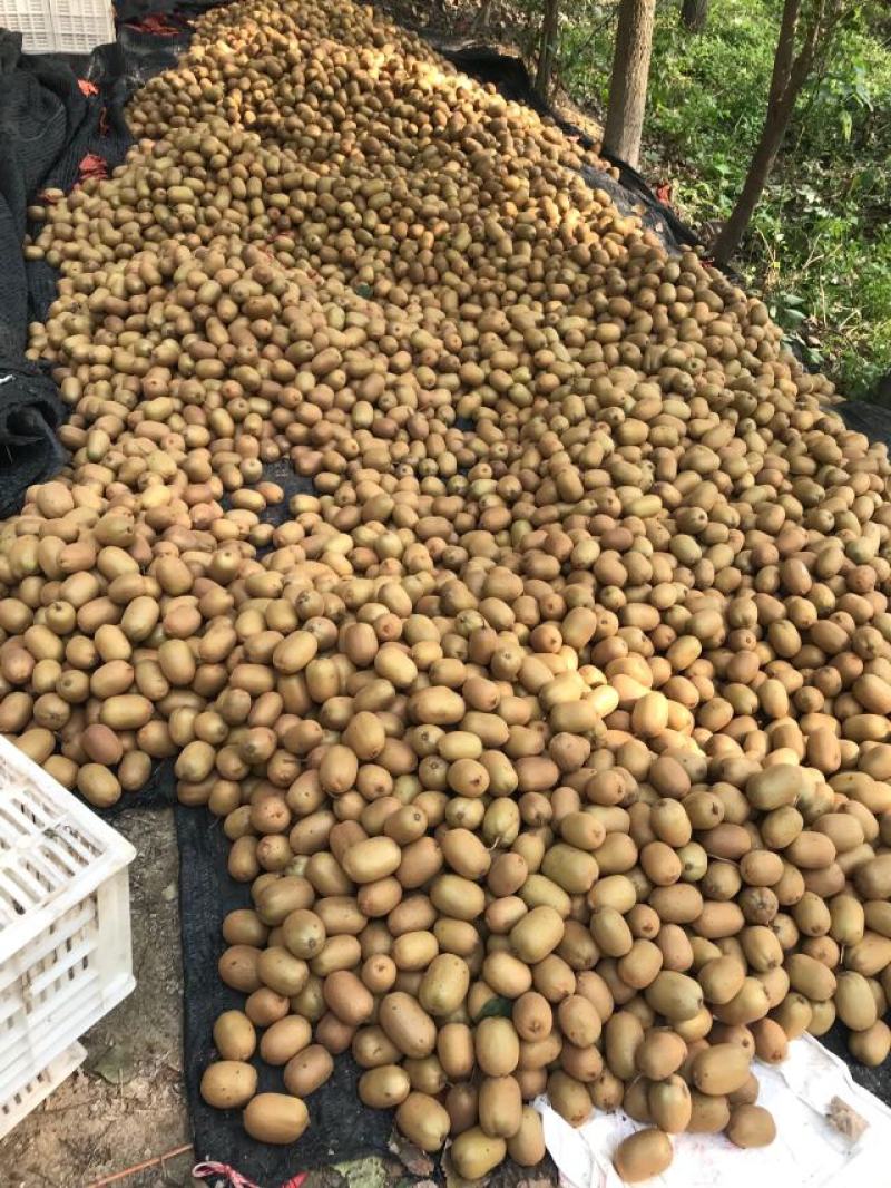 河南猕猴桃产地各类品种红心黄心绿心都有欢迎咨询订购