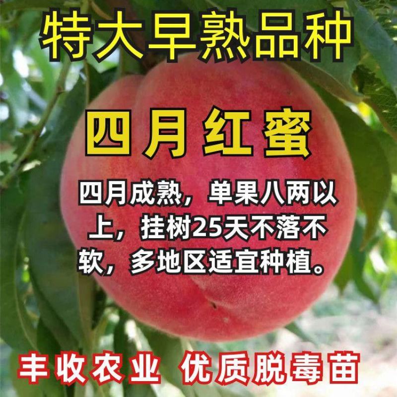 四月红蜜桃树嫁接苗南北方种植当年结果桃子树苗包成活桃树