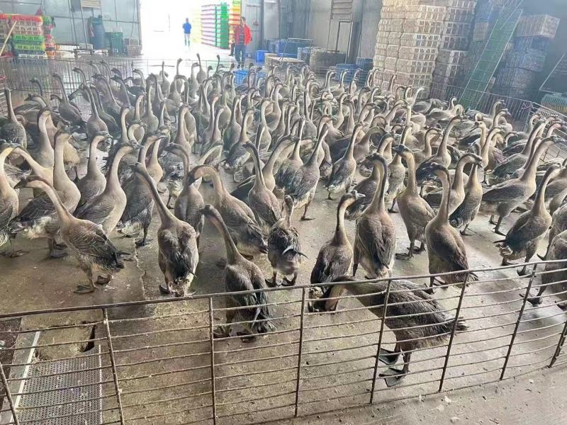 【热卖】黑棕鹅全国供货诚信经营大量供货欢迎电询