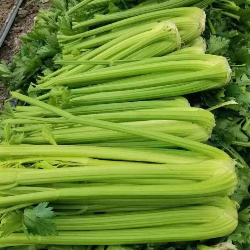 瑞娜西芹种子新品种芹菜种子生长速度快植株整齐种植户大面积