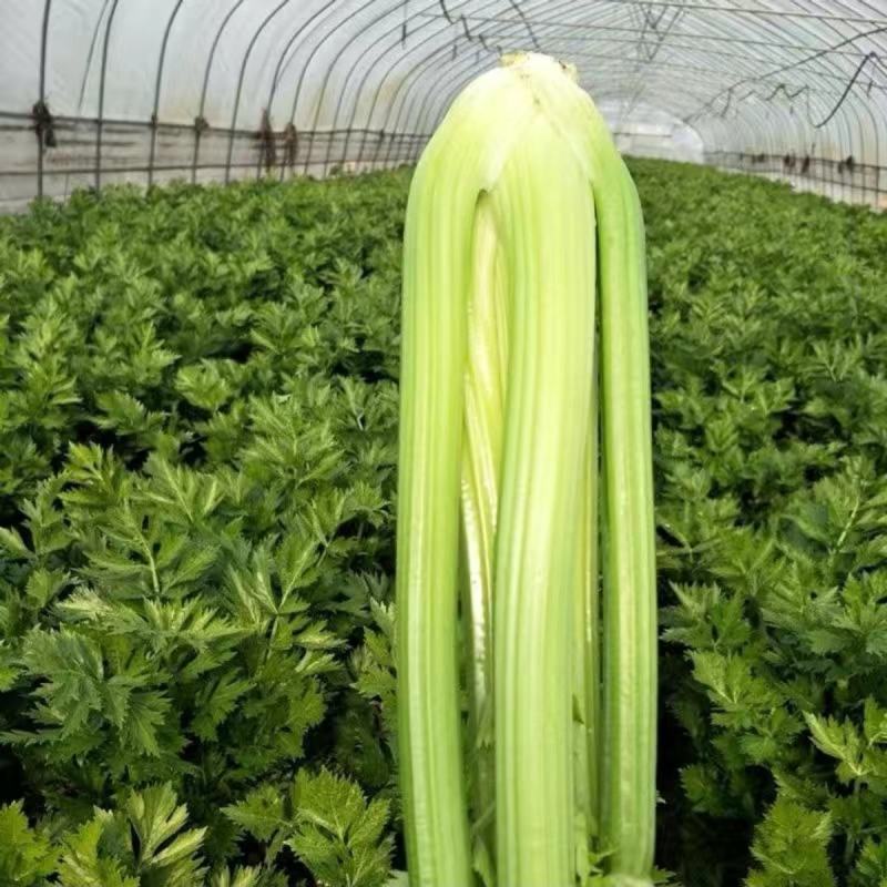 瑞娜西芹种子新品种芹菜种子生长速度快植株整齐种植户大面积
