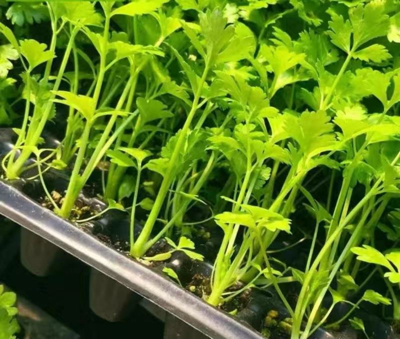 瑞娜西芹种子新品种芹菜种子生长速度快植株整齐种植户大面积